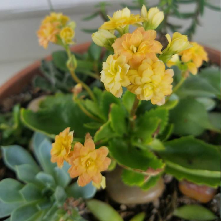 plant image 498829
