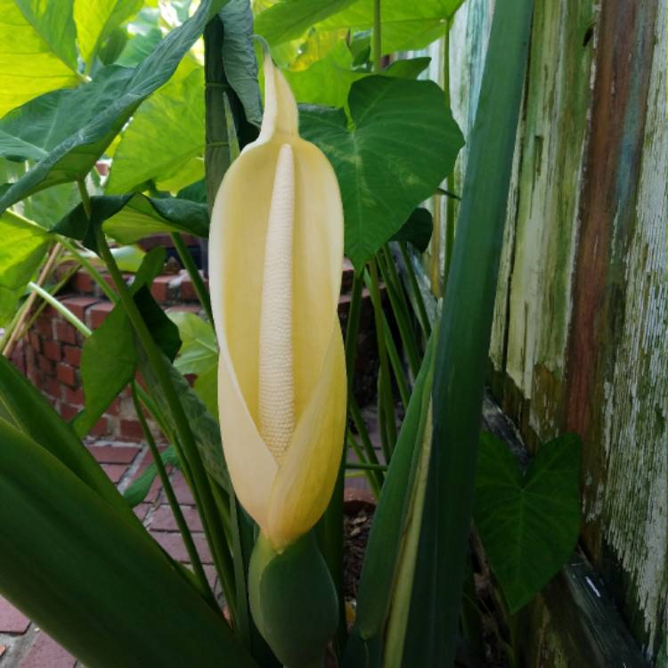 plant image 506574