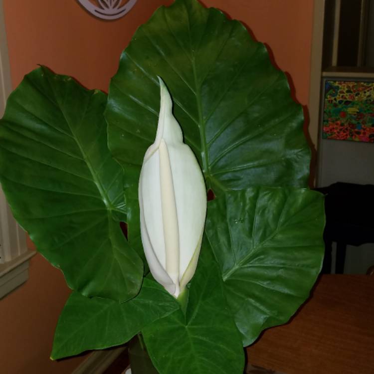 plant image 527932