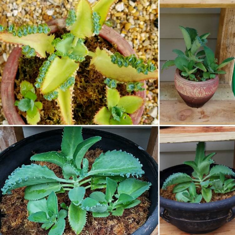 Plant image Kalanchoe laetivirens