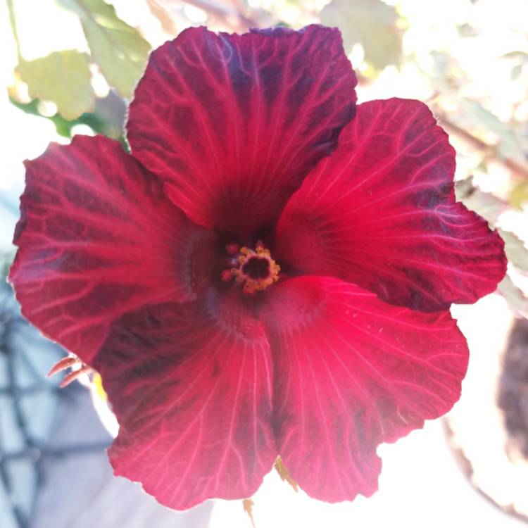 Plant image Hibiscus acetosella
