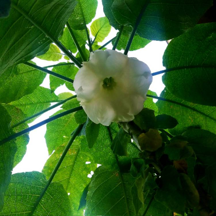 Plant image Brugmansia 'Lemon Meringue'
