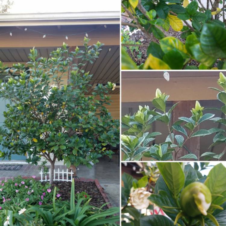 Plant image Gardenia Jasminoides 'August Beauty'
