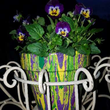 Viola cornuta 'Midnight Glow'