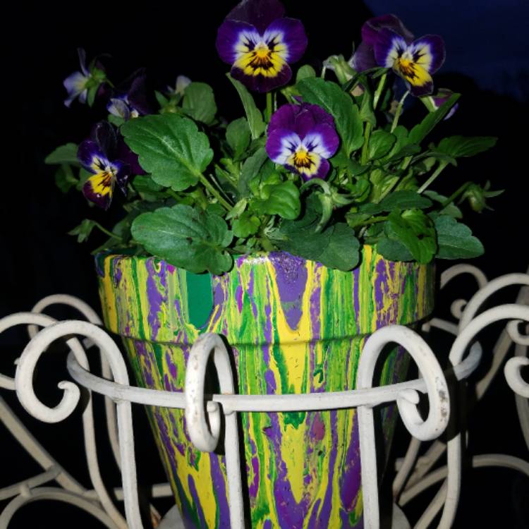 Plant image Viola cornuta 'Midnight Glow'
