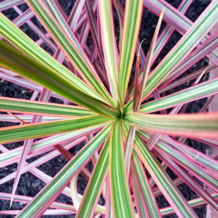 Plant image Dracaena marginata 'Tricolour'