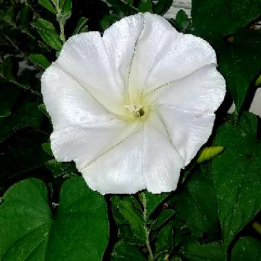 Tropical White Morning Glory