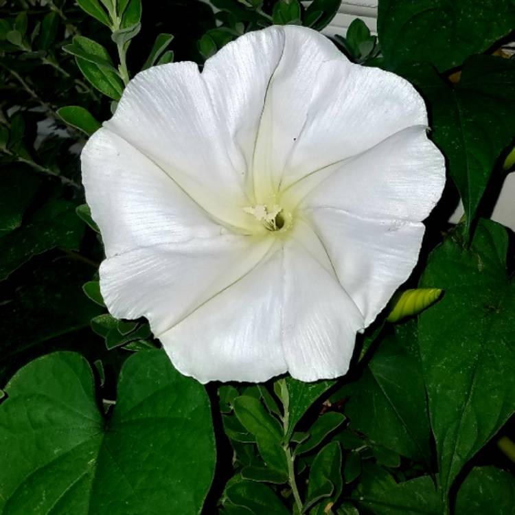 Plant image Ipomoea Alba