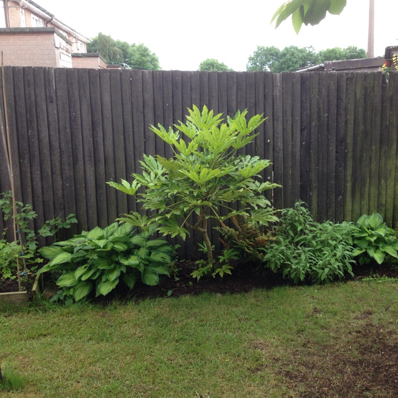 Japanese Aralia