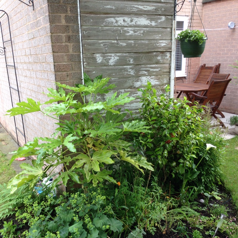 Elizabeth's garden