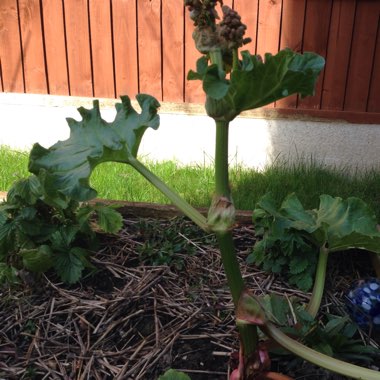 Rhubarb