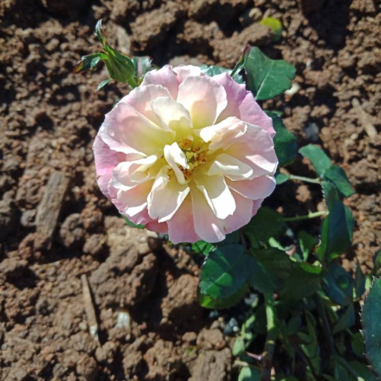 Plant image Rosa 'Meiggili' Peach drift