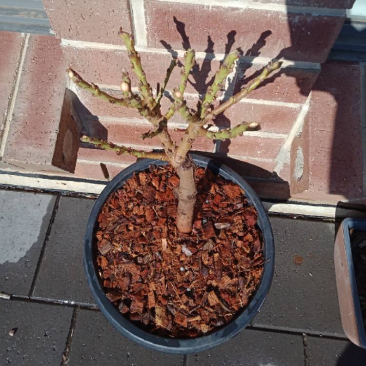 plant image 1099639