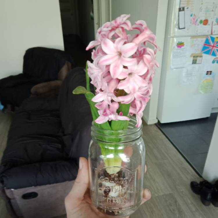 Plant image Hyacinthus orientalis 'Pink Pearl'