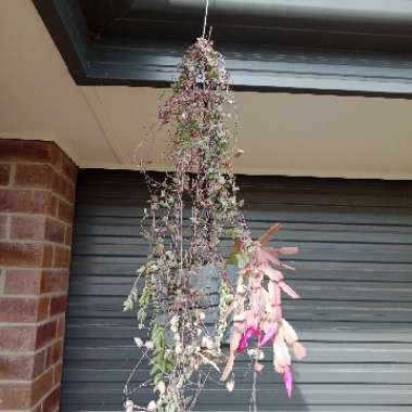 Brendan 's garden