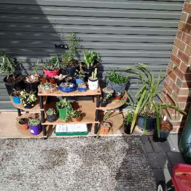 Brendan 's garden