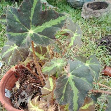Begonia