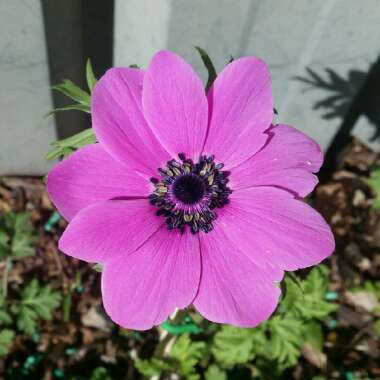 Anemone