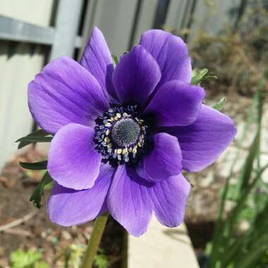 Anemone