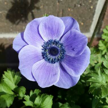 Anemone