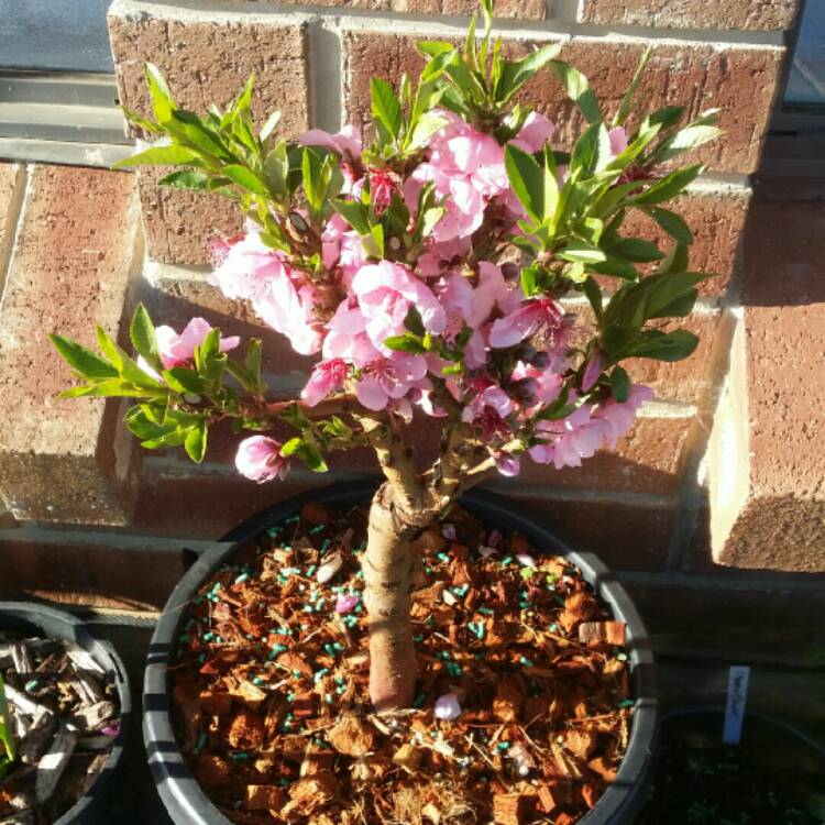 plant image 1153979
