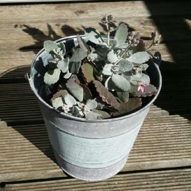 Kalanchoe
