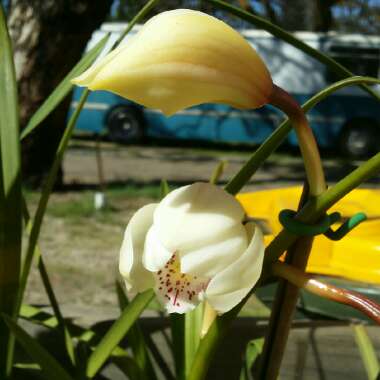 Orchid