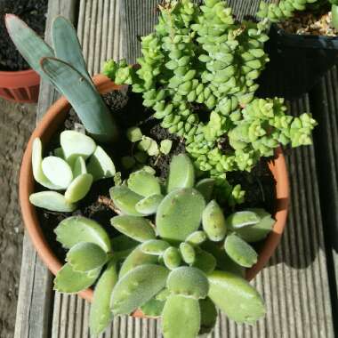 Brendan 's garden