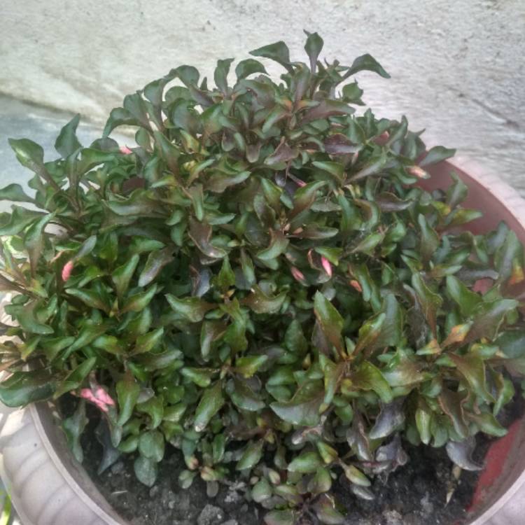 Plant image Alternanthera
