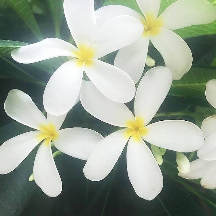 Plant image Plumeria rubra 'Rim Fire'