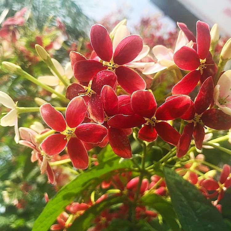 Rangoon Creeper Plant (quisqualis indica)