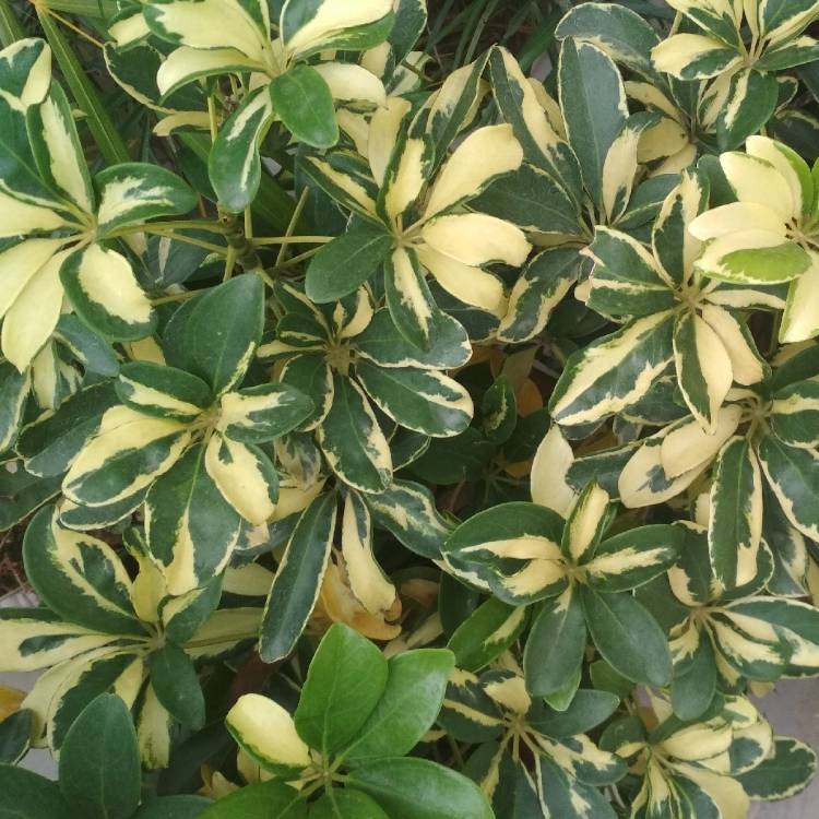 plant image 1192341