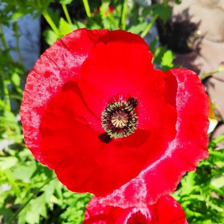 plant image 1221905