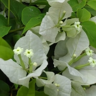 Plant image Bougainvillea 'White Cascade'