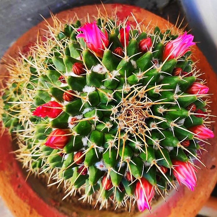Plant image Mammillaria zeilmanniana var. Albiflora