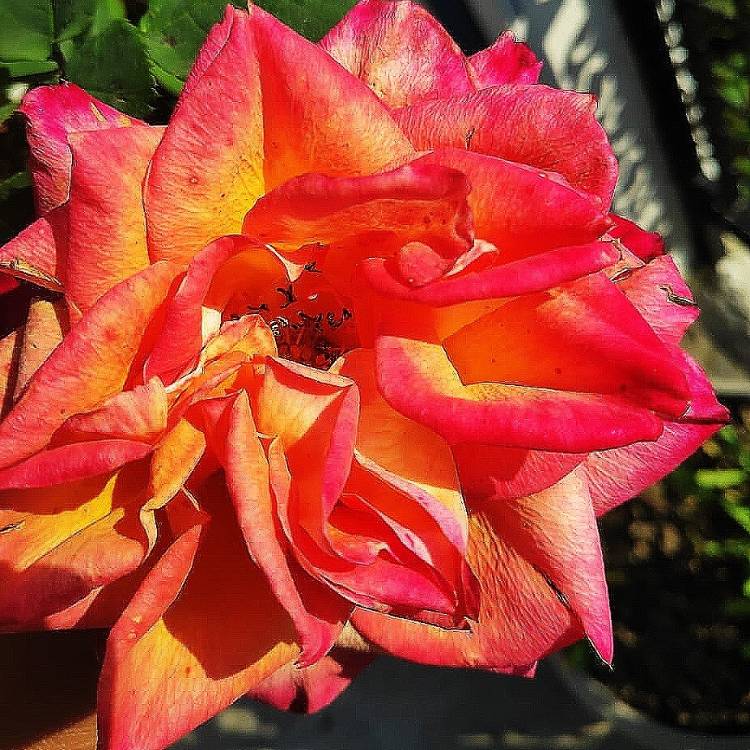 Plant image Rosa 'Orange Abundance'