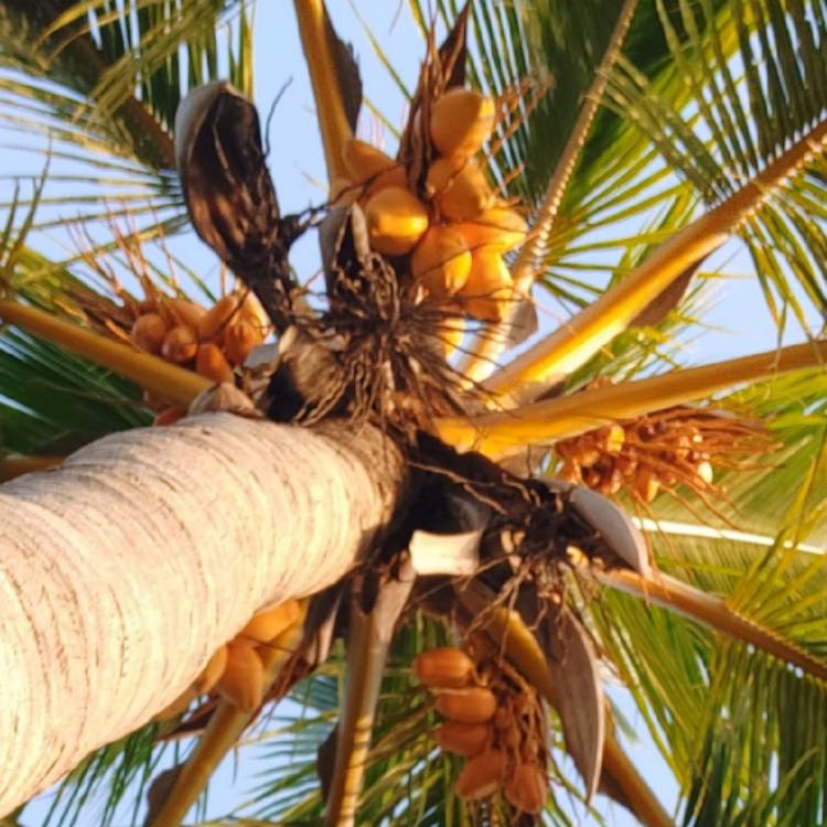 plant image 1379648