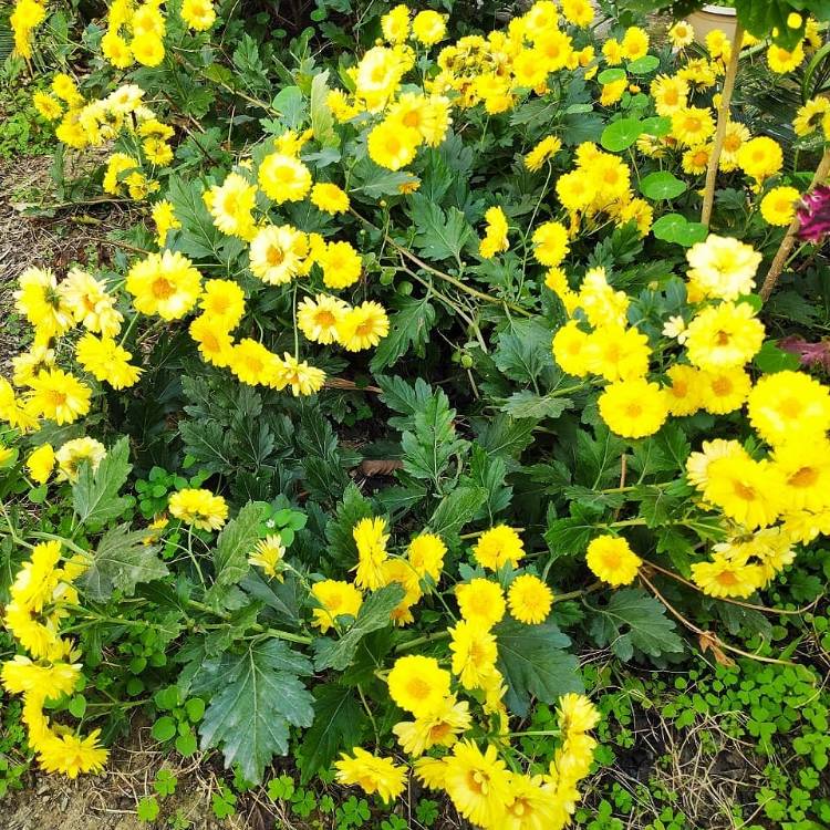 plant image 1426397