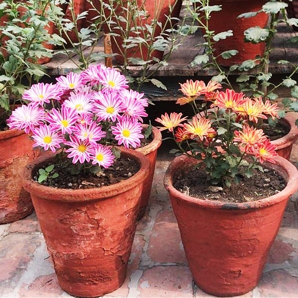 Plant image Chrysanthemum x grandiflora 'Point Pele'