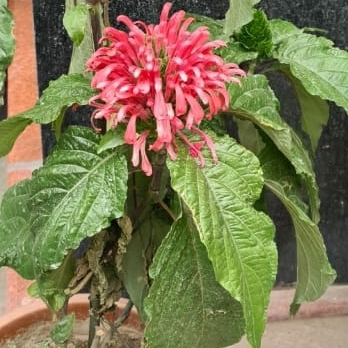 Plant image Justicia carnea