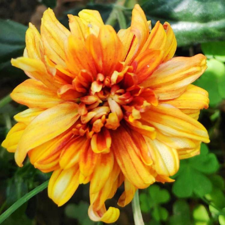 Plant image Dahlia 'Tiger Bey'