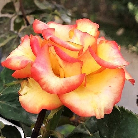 Plant image Rosa 'Sparkle'