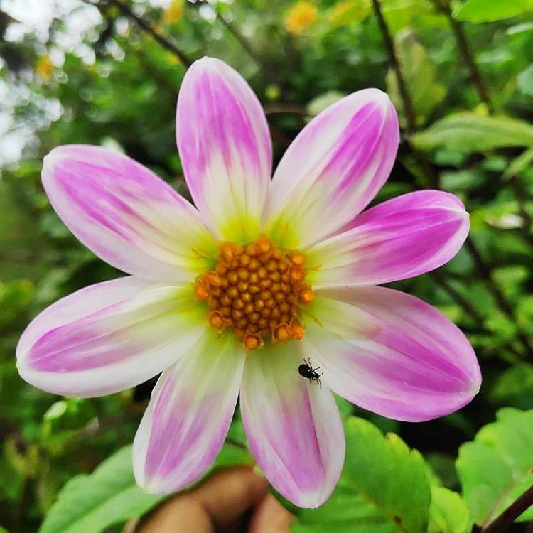 plant image 1535865