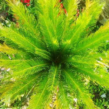 Cycas
