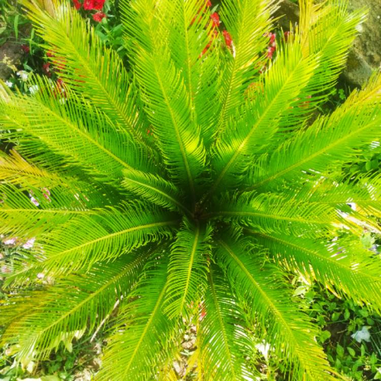 plant image 983053