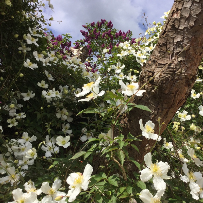 Clematis Montana 'grandiflora'