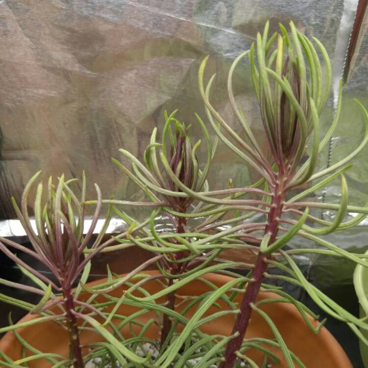 plant image 582424
