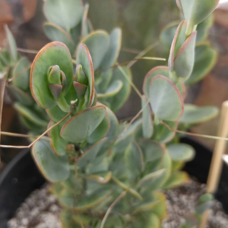 plant image 582737 plant image 582737