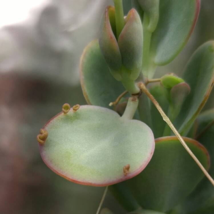 plant image 584216 plant image 584216