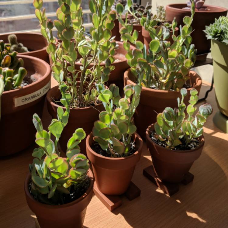 plant image 671809 plant image 671809